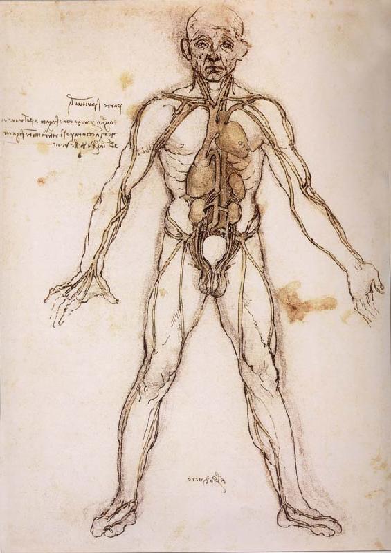 LEONARDO da Vinci You branching of the Blutgefabe, anatomical figure with heart kidneys and Blutgefaben Sweden oil painting art